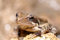 10046 Rana latastei (Rana di Lataste)
